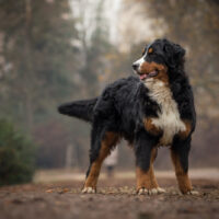 Bernese Mountain Dog standing outside