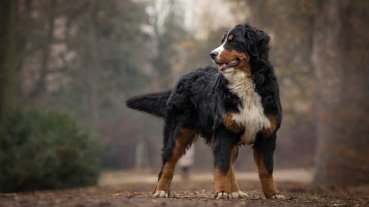 6 Best Bernese Mountain Dog Breeders In Ontario