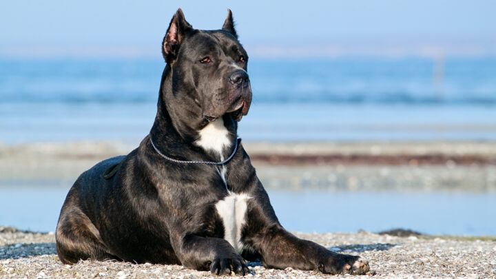 6 Best Harness For Cane Corso: Safety And Comfort First