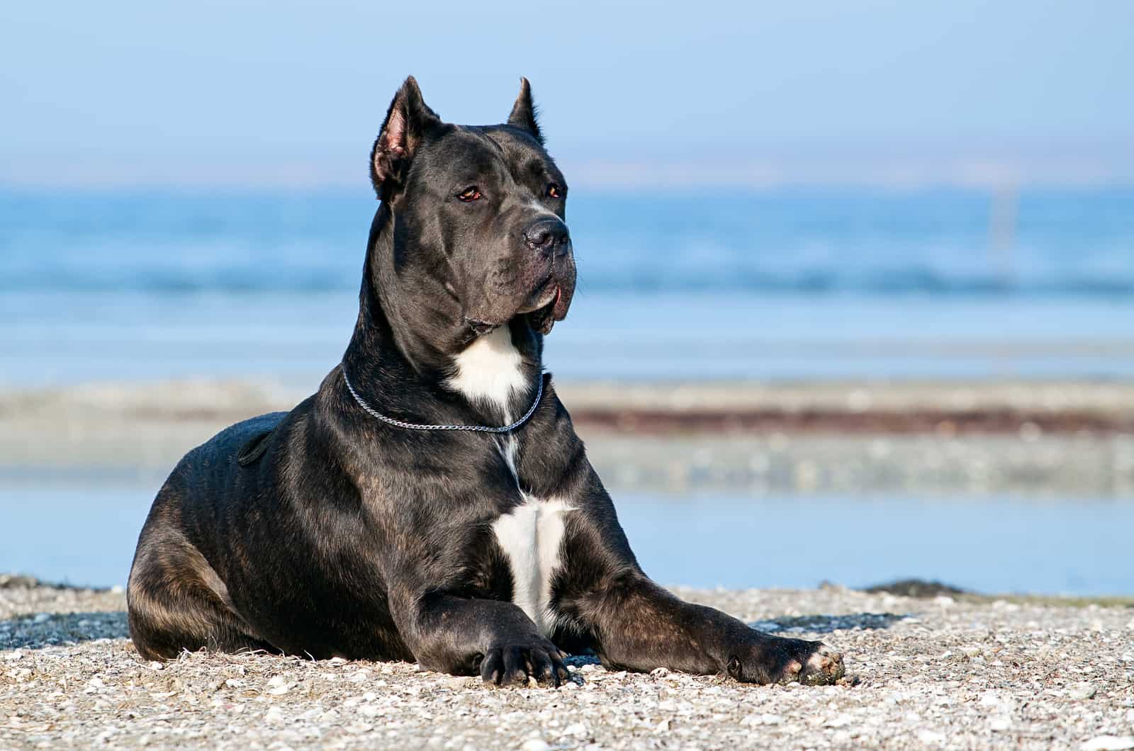 6 Best Harness For Cane Corso: Safety And Comfort First