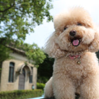 smiling poodle sitting in yard