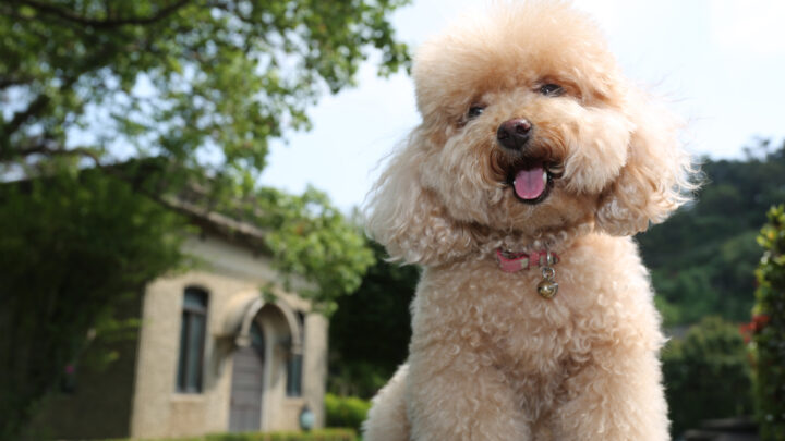 6 Poodle Breeders In The UK