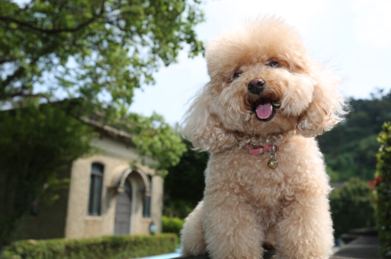 smiling poodle sitting in yard