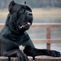 black cane corso