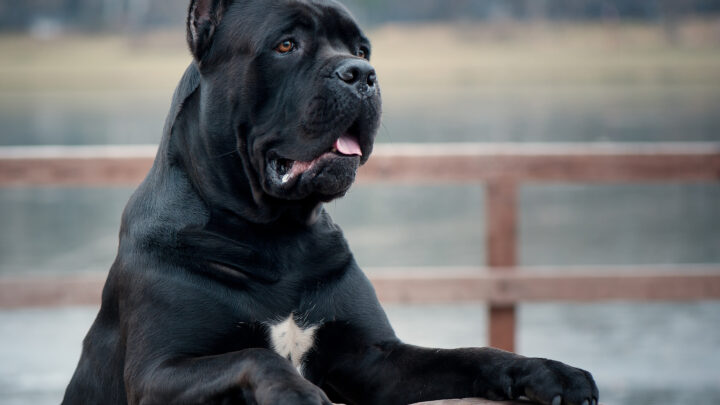 6 Safest And Best Shampoos For Cane Corso Dogs In 2022