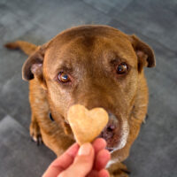 Cute Labrador dog getting heart shaped cookie