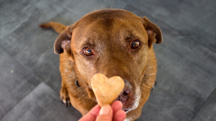 7 Best Dog Treats For Corgis: The Best Snack For Good Boys