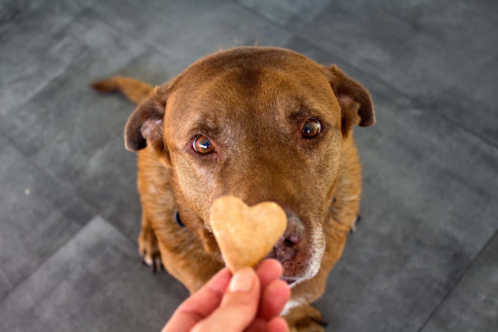 7 Best Dog Treats For Corgis: The Best Snack For Good Boys