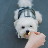 maltese getting a treat