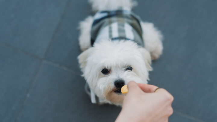 7 Healthiest And Best Treats For Maltese Dogs In 2022