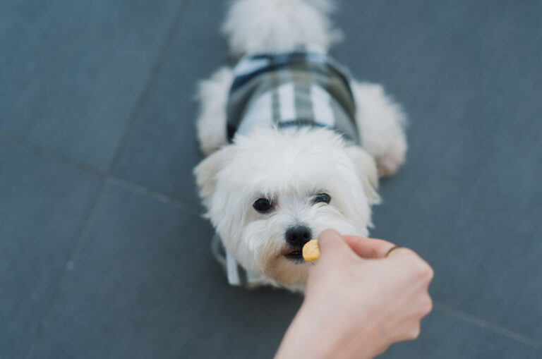 maltese getting a treat