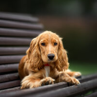 cocker spaniel on a bench