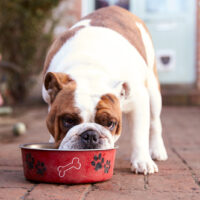 english bulldog eating