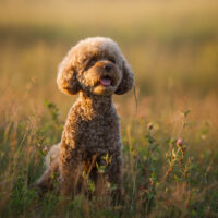 miniature poodle