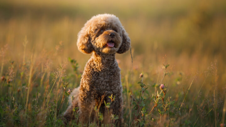 8 Best Miniature Poodle Breeders In Ontario