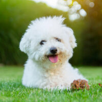 close shot of Bichon Frise