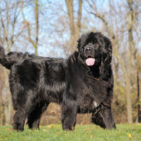 black Newfoundland stands in the garden