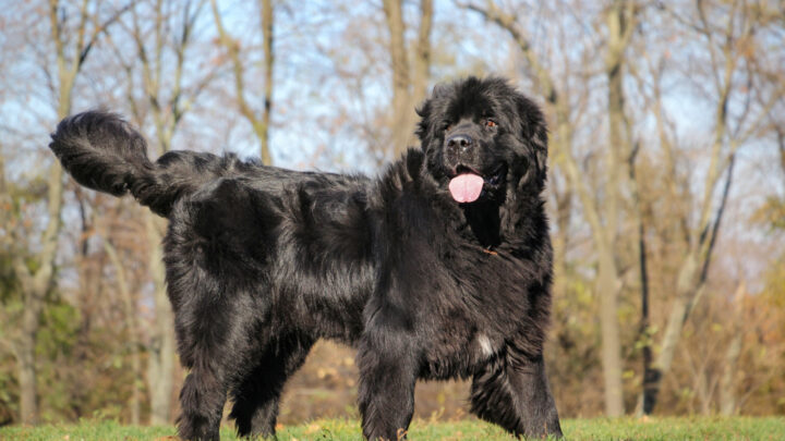8 Most Reputable Newfoundland Breeders In The UK