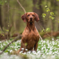 Vizsla dog sitting among white flowers