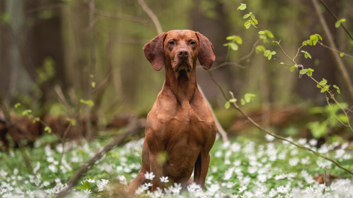 8 Trustworthy Vizsla Breeders In Ontario