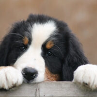 bernese puppy