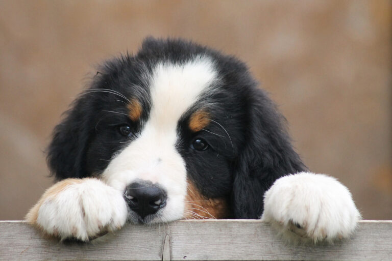 bernese puppy