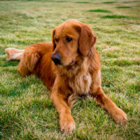 Golden Retriever sitting outside