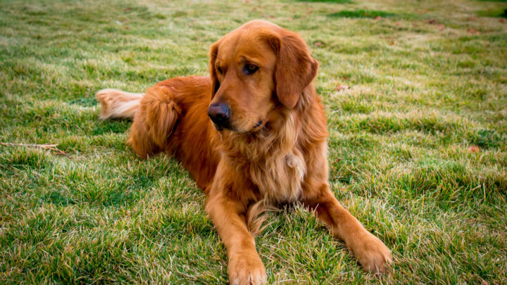 9 Best Dog Breeders In Illinois: Where To Find A New Pet