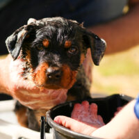 Beautiful little rottweiler puppy having first bath in bucket