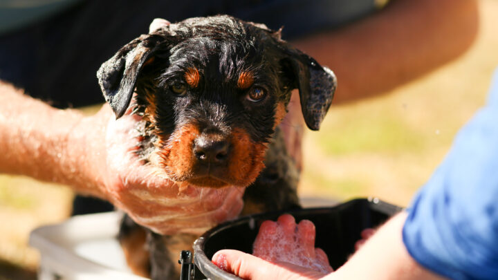9 Healthiest And Best Shampoos For Rottweilers