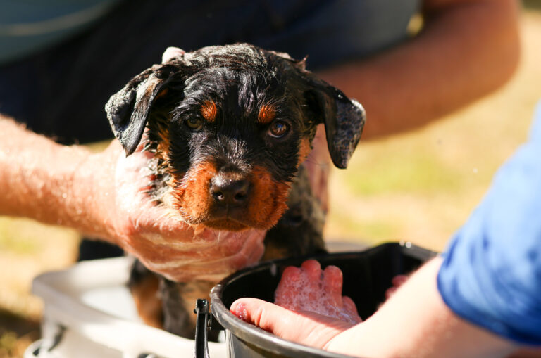 Beautiful little rottweiler puppy having first bath in bucket