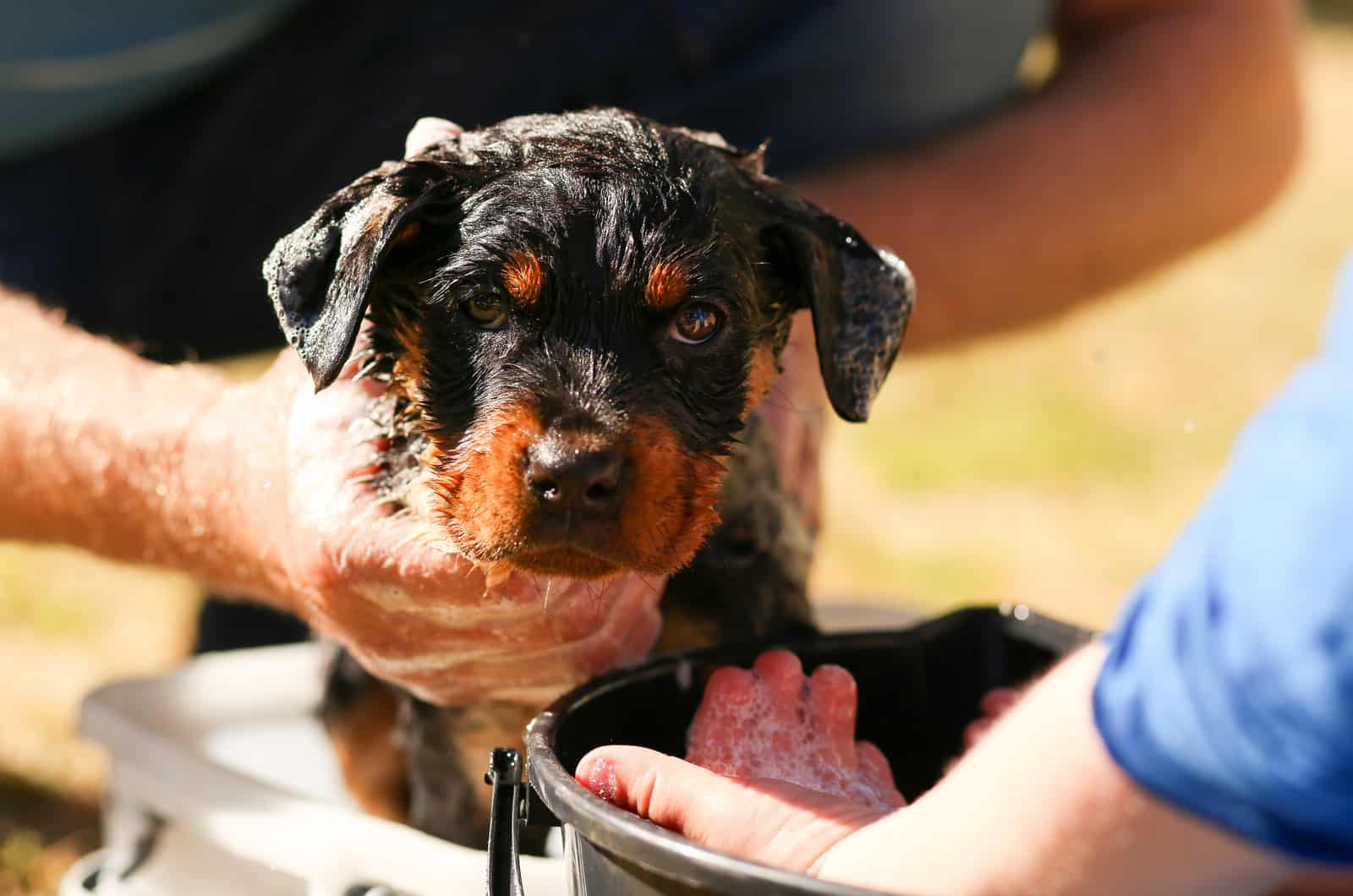 9 Healthiest And Best Shampoos For Rottweilers