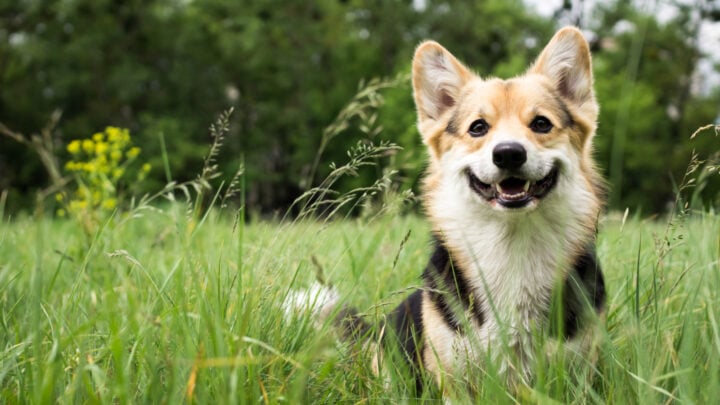 9 Signs Your Dog Needs To Be Neutered