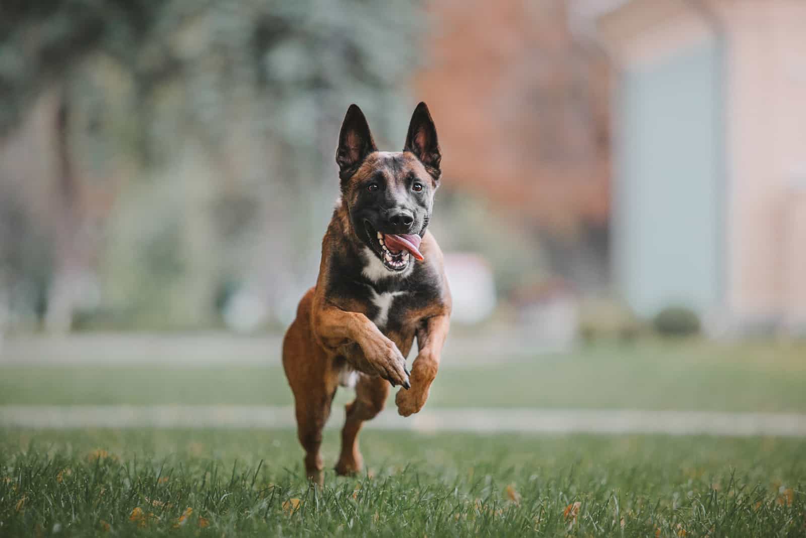 A Belgian Malinois running