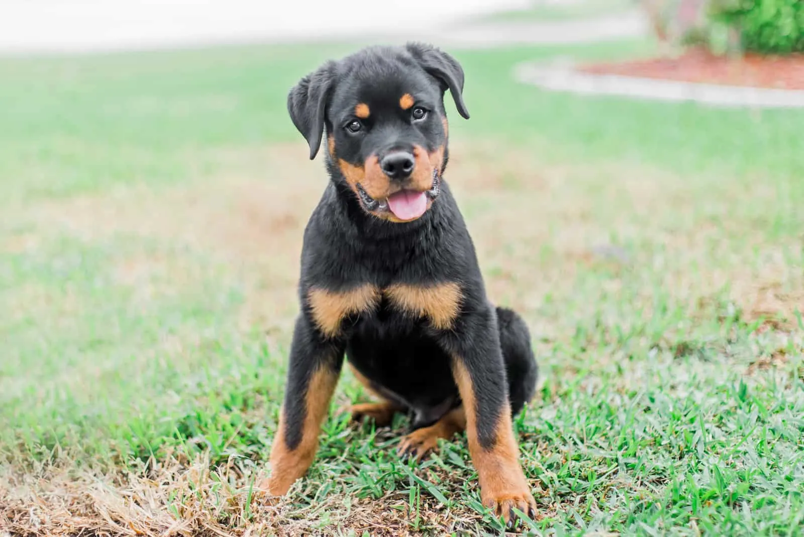 A Rottweiler puppy is sitting on the grass