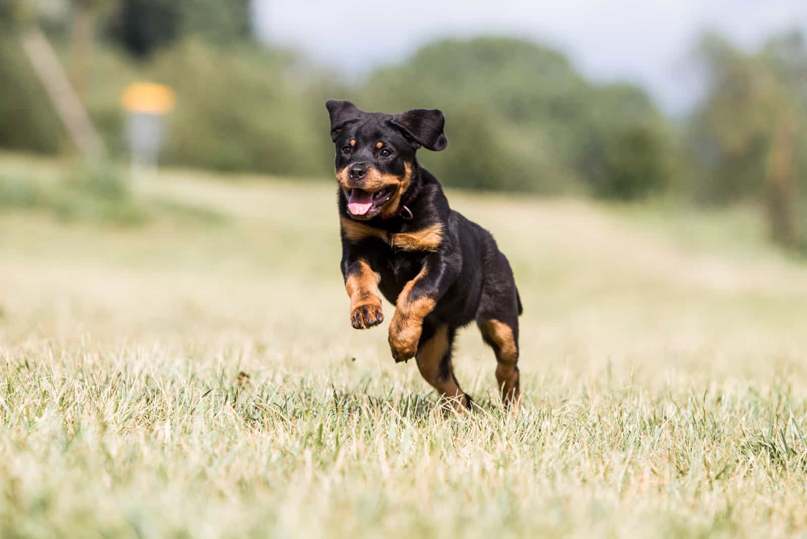 A Rottweiler puppy runs across the field