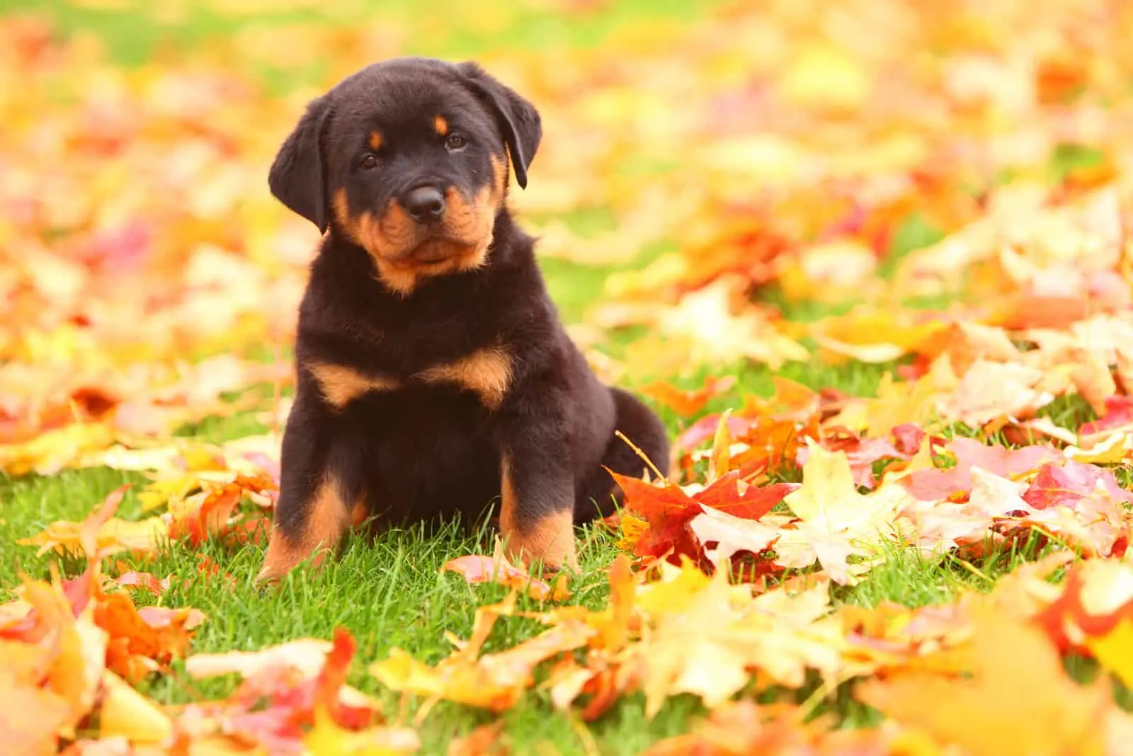 A Rottweiler puppy sits in the leaves
