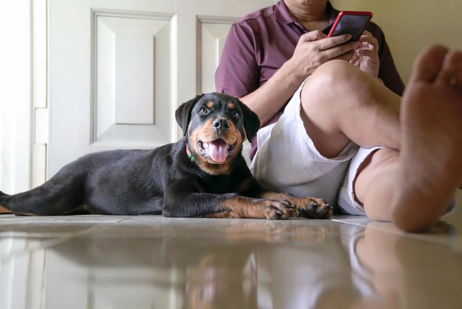 A Rottweiler puppy sits next to the owner