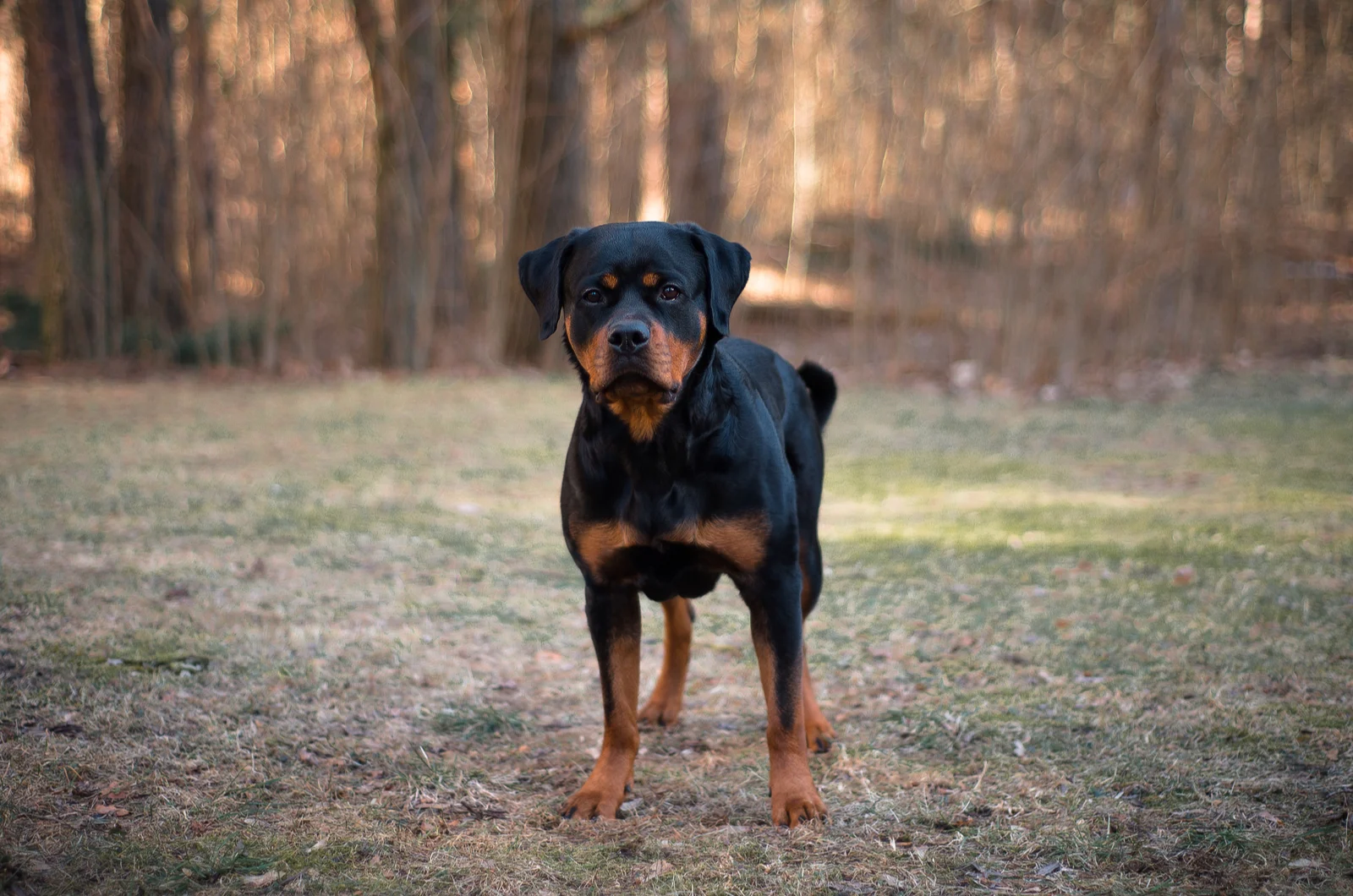 A Rottweiler puppy stands in the woods