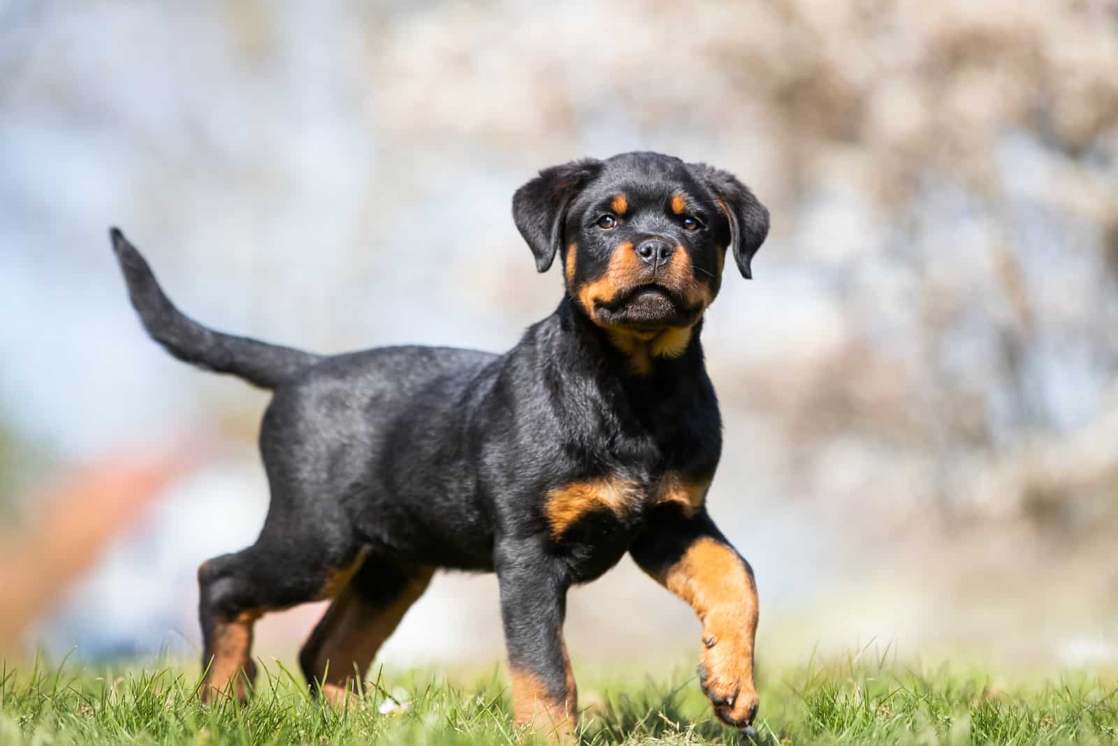 A Rottweiler puppy stands on the grass