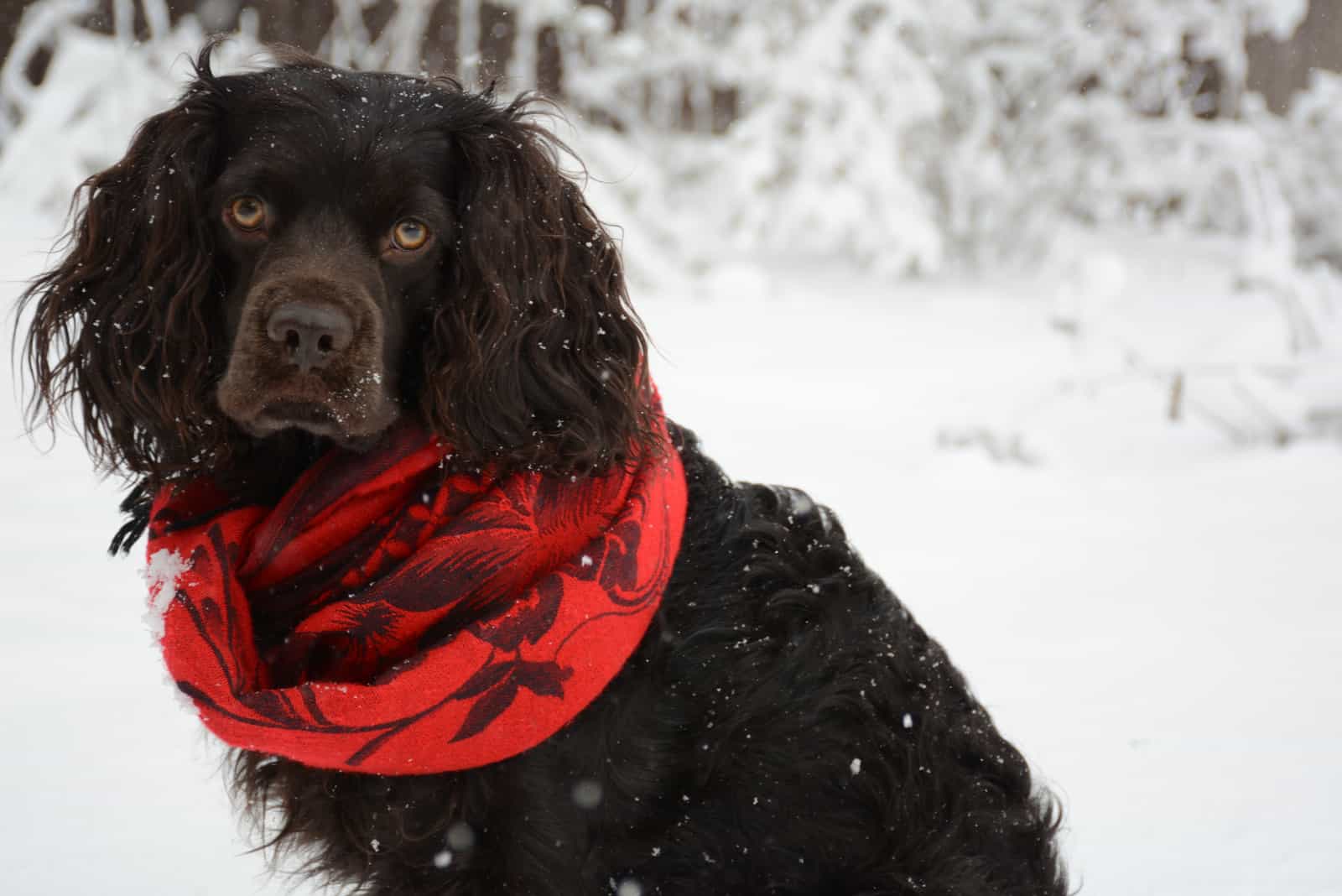 A cute spaniel puppy sitting in the winter snow