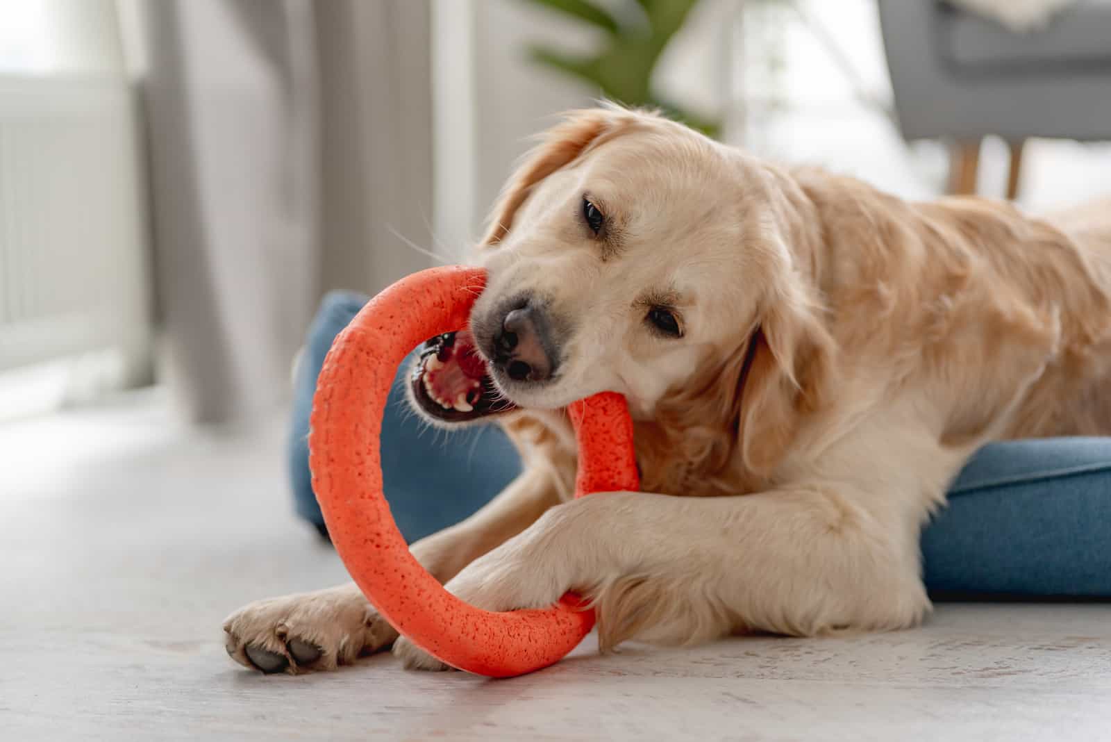 A golden retriever dog bites a toy while lying on the floor