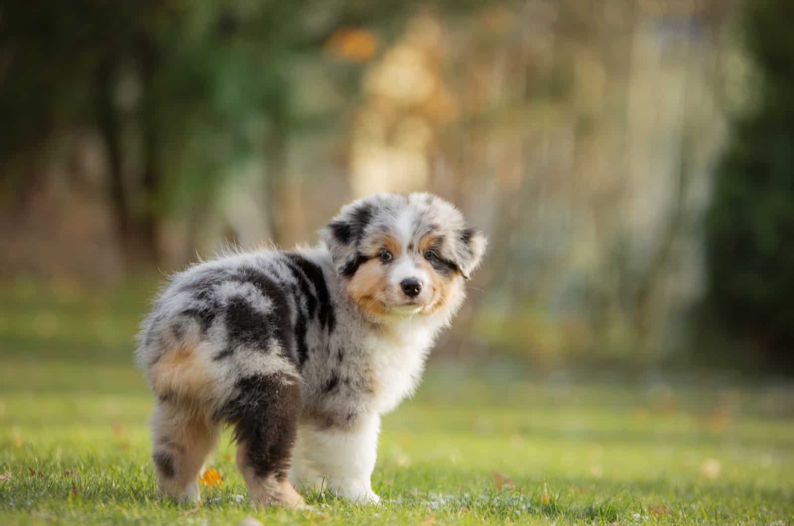 A mini Australian Shepherds walks the field