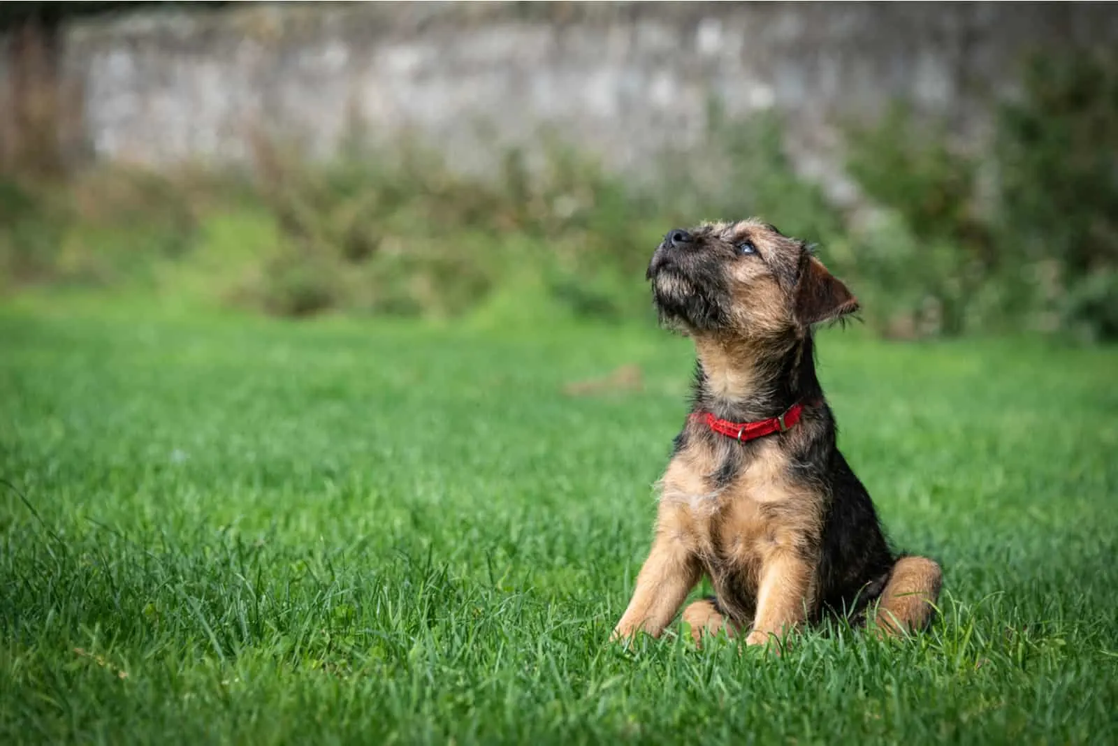 A puppy Border Terrier surveys the world
