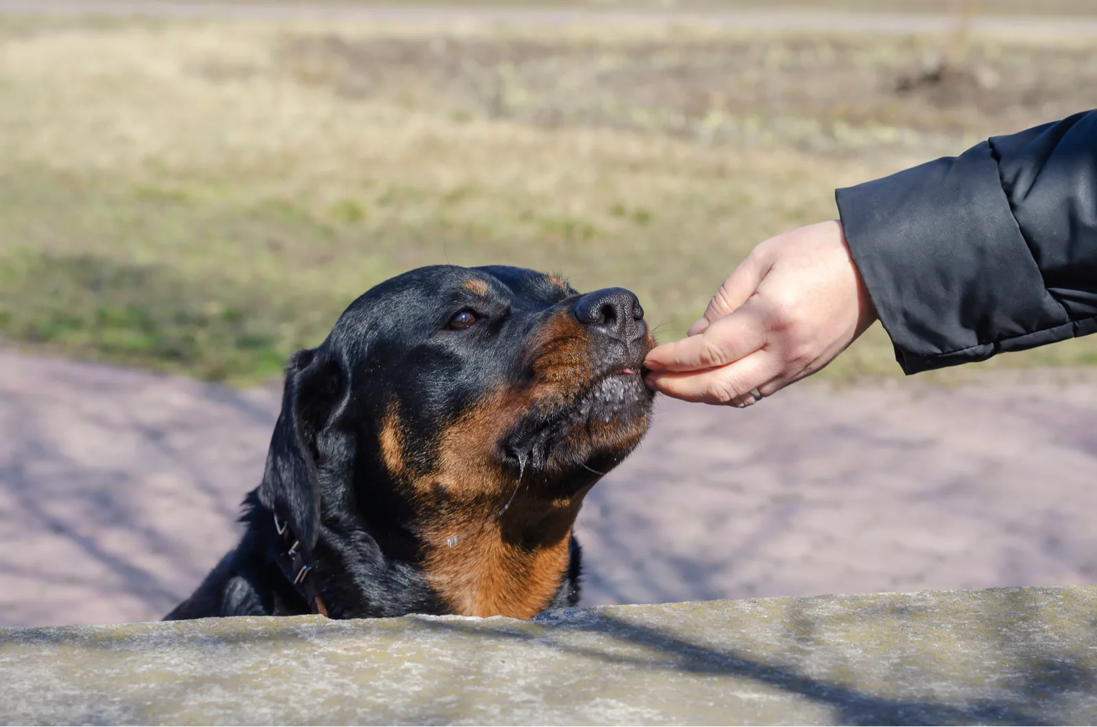 A woman treats a Rottweiler