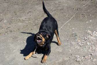 3 Rottweiler Aggression Signs And 4 Common Causes