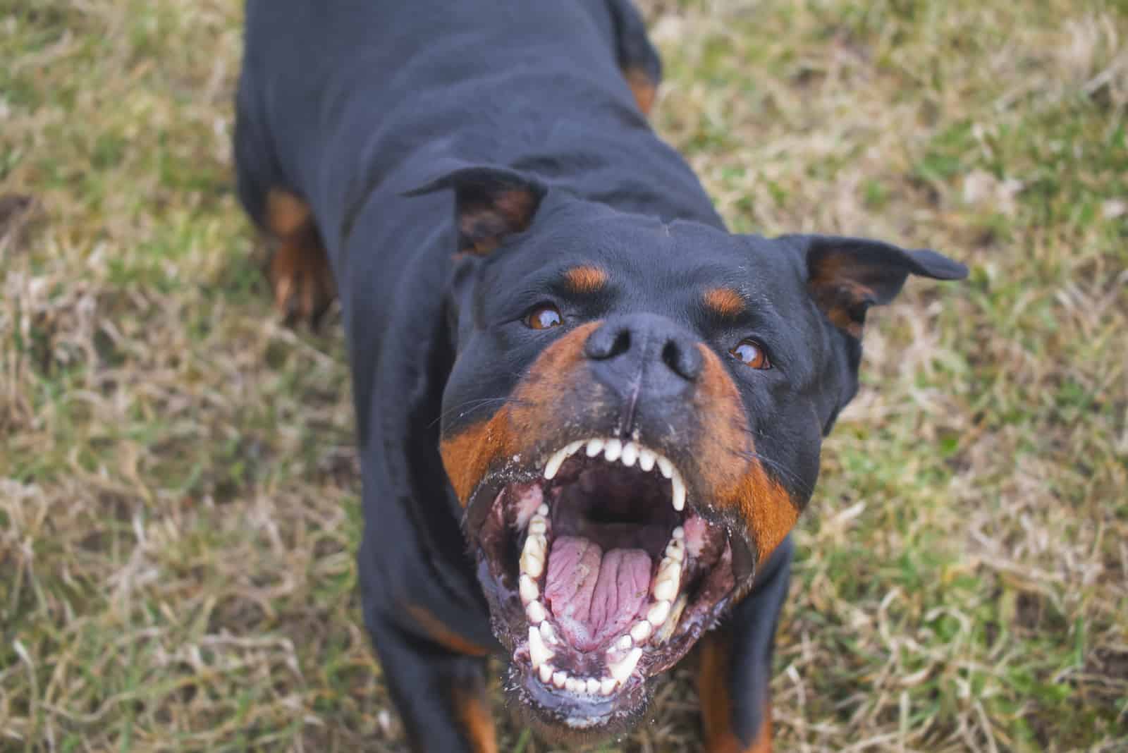 Aggressive Rottweiler barking mad