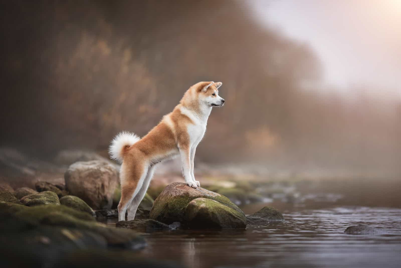 Akita Inu