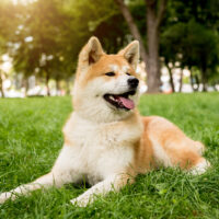 akita dog at the park