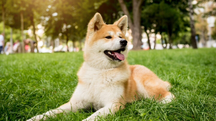 Akita Mixes: 43 Enchanting Hybrid Dogs